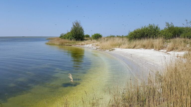 Een eiland in beweging: de veranderende Makkumernoardwaard — natuur in Makkum